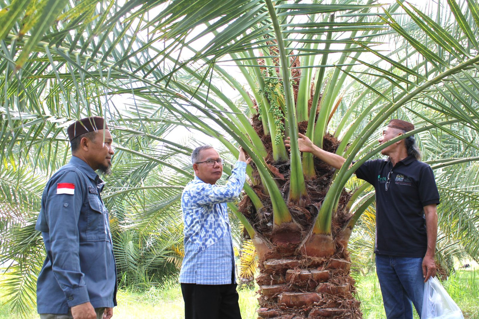 Kurma NTB Diakui Dunia, BRIDA NTB Fasilitasi Pengembangan Bibit Melalui Kultur Jaringan