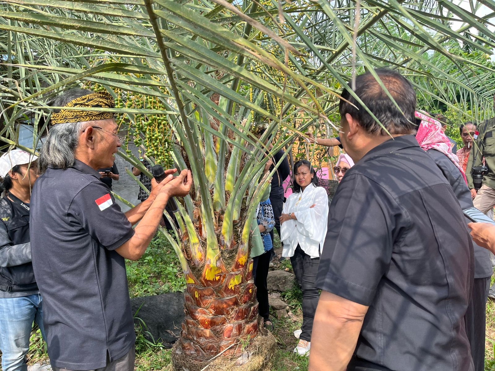 BRIDA NTB Dorong Desa Berdaya Lewat Inovasi Kurma dan Sancha Inchi, Wakil Ketua DPD RI Berikan Apresiasi!