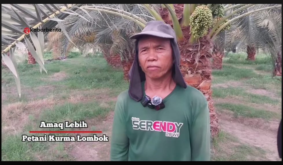 Berbakal Keuletan dan Ketekunan Amaq Lebih, Kurma KLU Dinobatkan sebagai Salah Satu dari Tujuh Kurma Terbaik Dunia